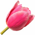 Pink tulip